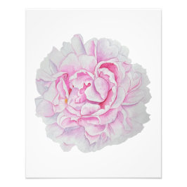 Pink Peony Watercolor Flower Poster