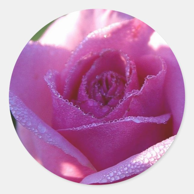 Pink Perfection Rose Sticker (Vorderseite)