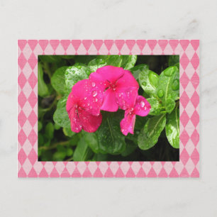 Pink Periwinkle Raute Postkarte