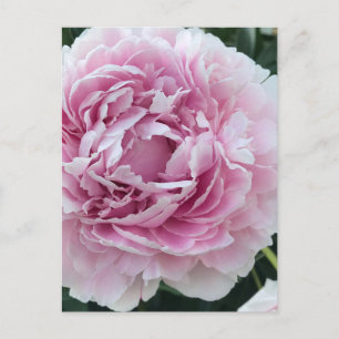 Pink Perky Peony Foto Postkarte