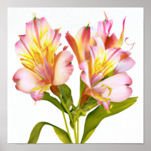 Pink Peruanische Blume Lilie Kunst, Dichtung und M Poster