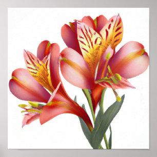 Pink Peruvian Lilies Blume Art Print Poster