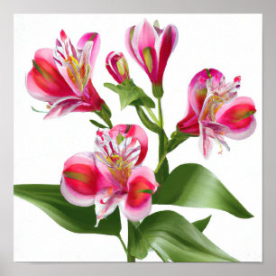 Pink Peruvian Lilies Blume Art Print Poster