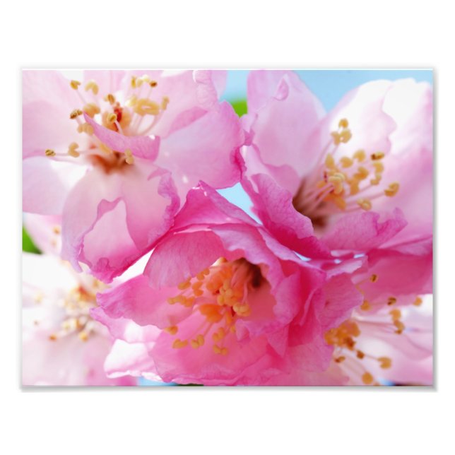 Pink-Petal-Inspiration Fotodruck (Vorne)