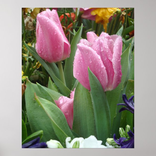 Pink Petal Tulips in den Blätter 2 Poster (Vorne)