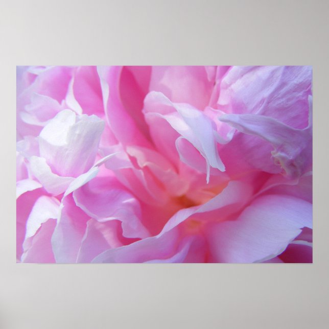 Pink Petals Peonie Poster (Vorne)
