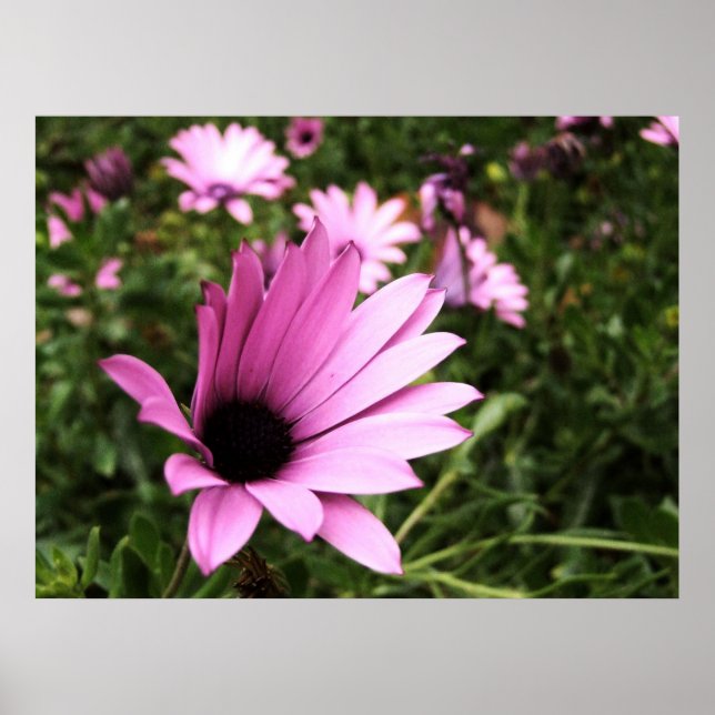 Pink Petals Poster (Vorne)