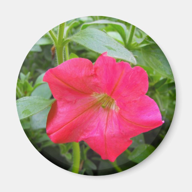 Pink-Petunia-Blume Magnet (Vorne)