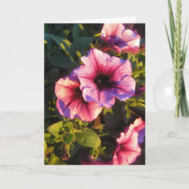 Pink Petunia Blumengarten Karte (Vorderseite)