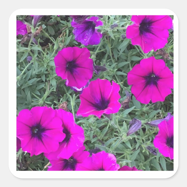 Pink Petunia Closeup Sticker (Vorderseite)