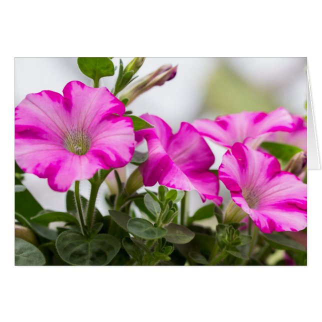Pink Petunia Passion (Vorderseite (Horizontal))