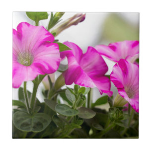 Pink Petunia Passion Fliese