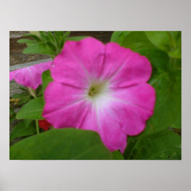 Pink Petunia Print Poster (Vorne)