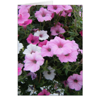 "Pink Petunias"