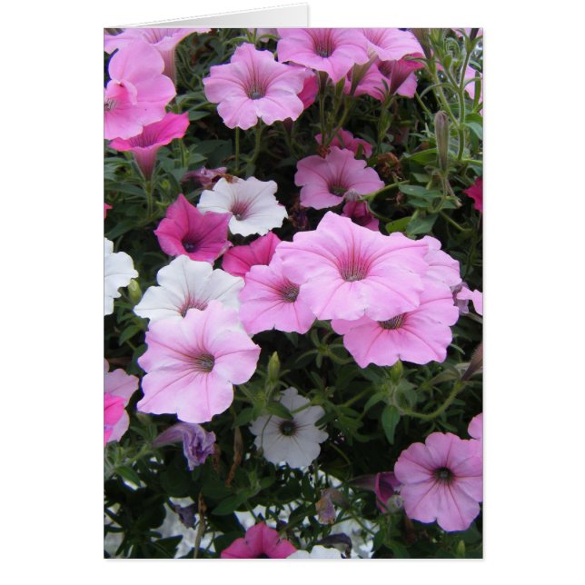 "Pink Petunias" (Vorne)
