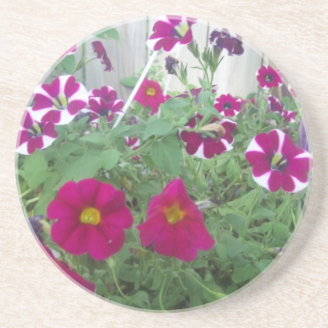 Pink Petunias Sandstein Untersetzer (Vorne)