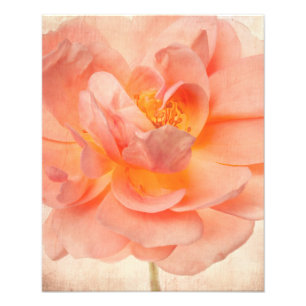 Pink Pfirsichfarbene Rose Blume Blumenkohl Rose Bl Fotodruck