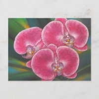 Pink Phalaenopsis Orchids Blume Acrylmalerei