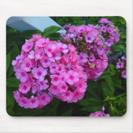 Pink Phlox Blume Mousepad