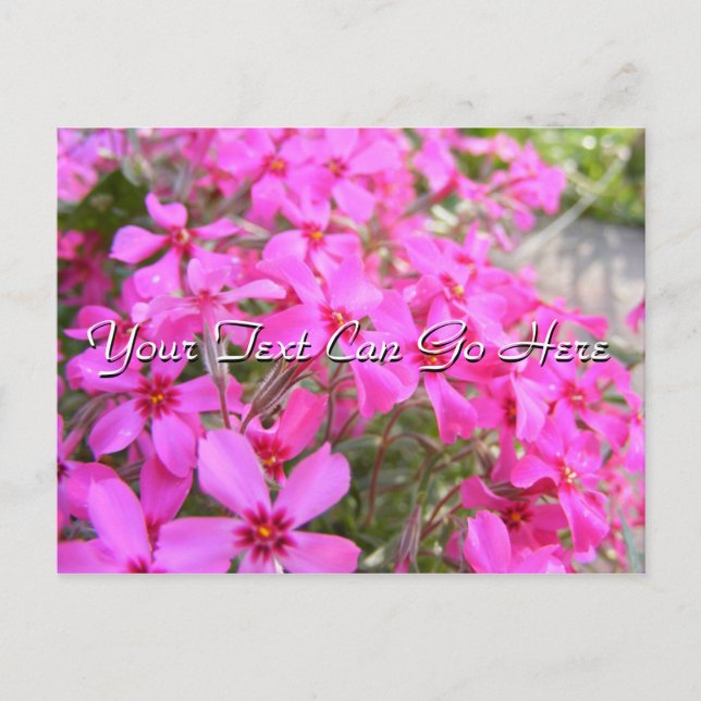 Pink Phlox Blume Postkarte (Vorderseite)
