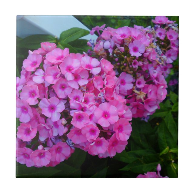 Pink Phlox Blume Tile Fliese (Vorderseite)