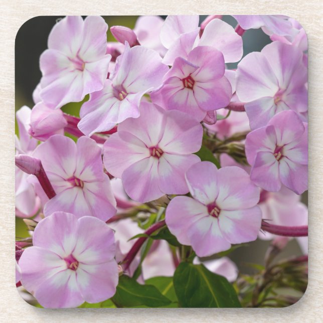 Pink Phlox Getränkeuntersetzer (Vorderseite)