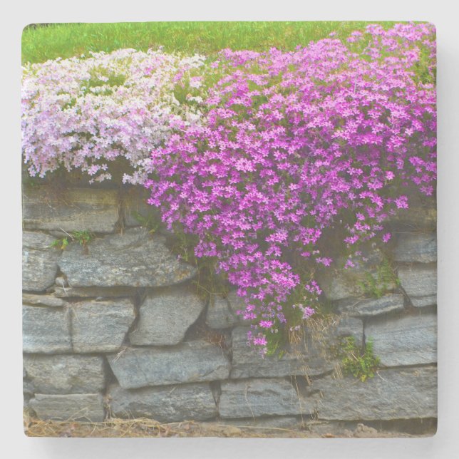 Pink Phlox Stone Untersetzer (Vorderseite)