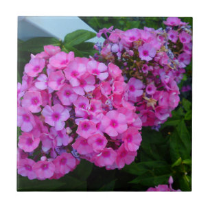 Pink Phlox Tile Fliese