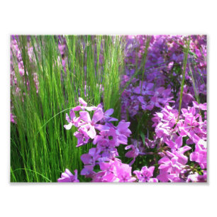 Pink Phlox und Gras Sommer Blüten Fotodruck