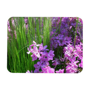 Pink Phlox und Gras Sommer Blüten Magnet