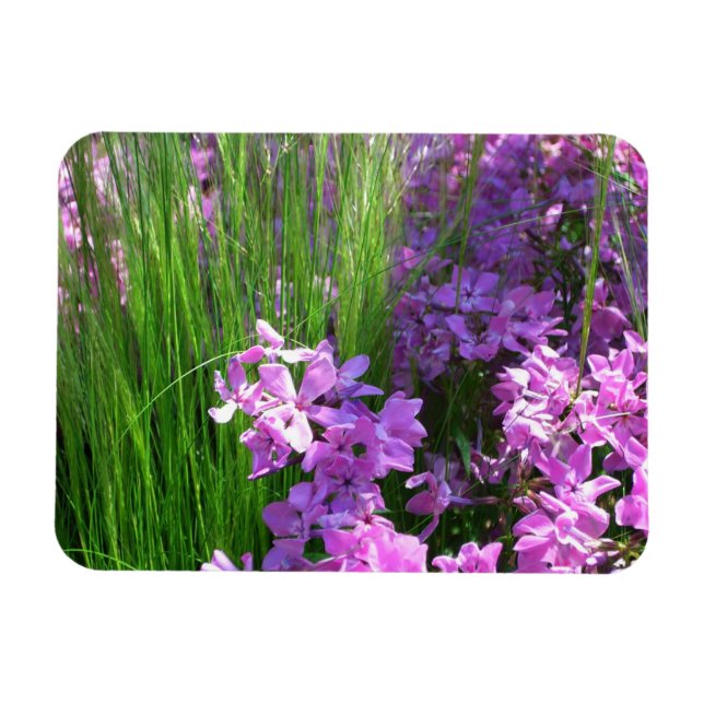 Pink Phlox und Gras Sommer Blüten Magnet (Horizontal)