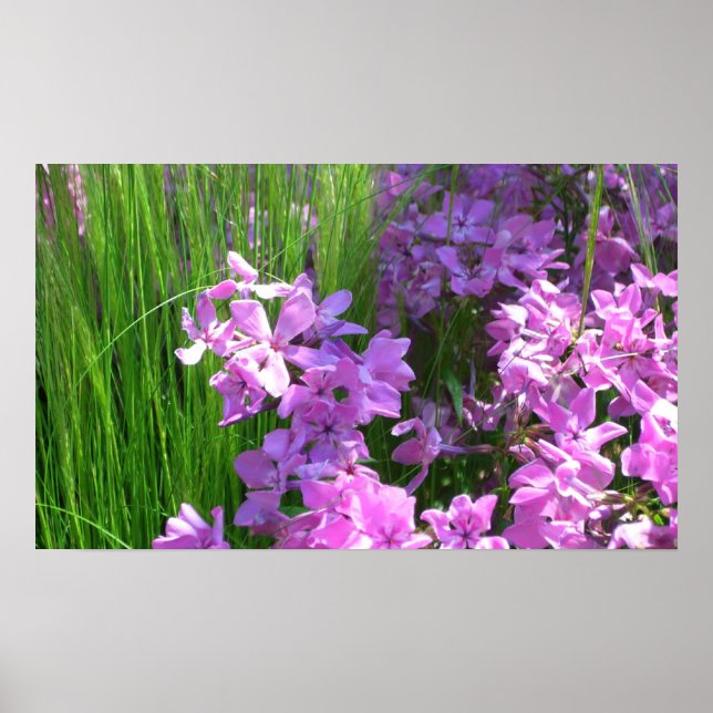Pink Phlox und Gras Sommer Blüten Poster (Vorne)