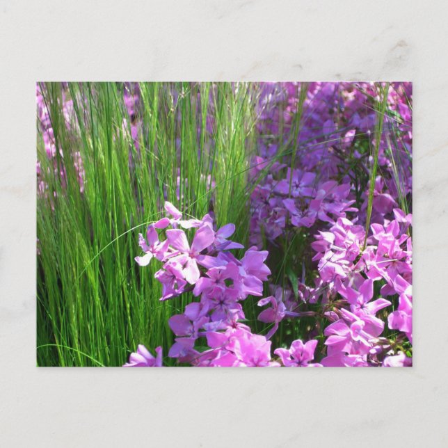 Pink Phlox und Gras Sommer Blüten Postkarte (Vorderseite)