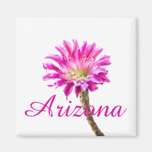 Pink Piazza Kaktus Blume in Blüte, Arizona Magnet