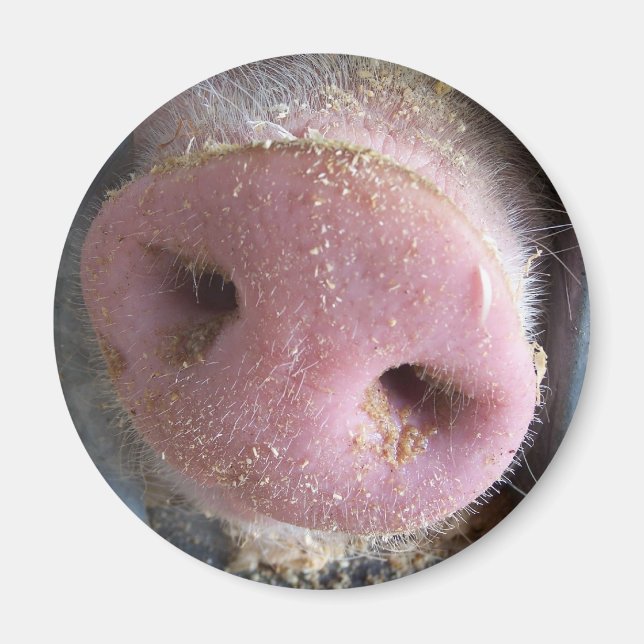 Pink Pig Nase nah Foto Magnet (Vorne)