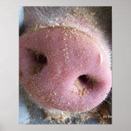 Pink Pig Nase nah Foto Poster