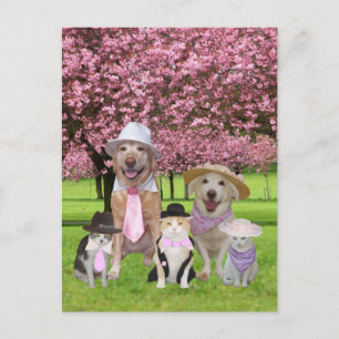 Pink Pink-Thema individuell einstellbar Postkarte