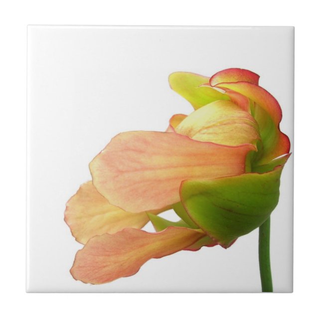 Pink Pitcher Pflanze Blume Fliese (Vorderseite)