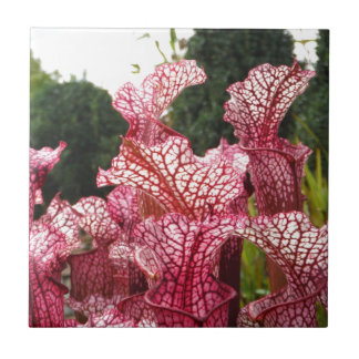 Pink Pitcher-Pflanze Fliese