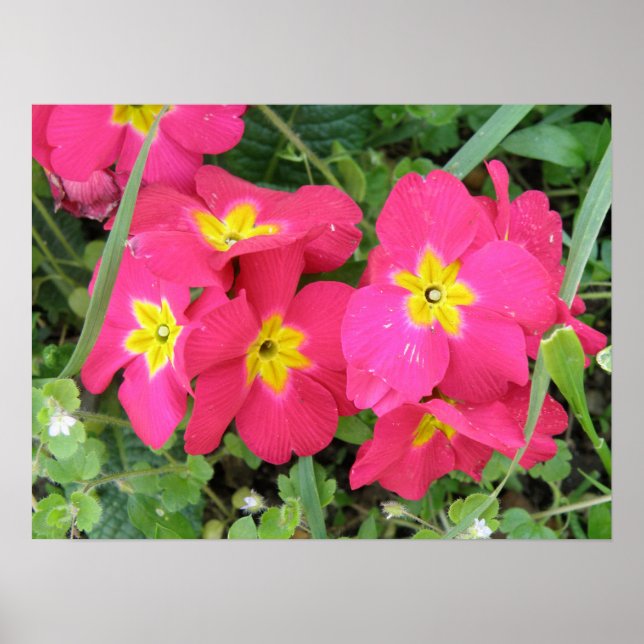 Pink Ployanthus Print Poster (Vorne)