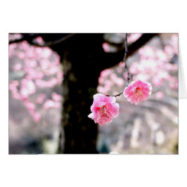 Pink Plum Blossom