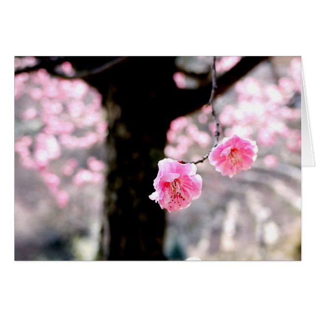 Pink Plum Blossom (Vorderseite (Horizontal))