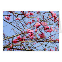 Pink Plum Blossom