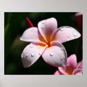 Pink Plumeria Art drucken Poster