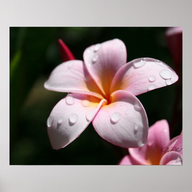 Pink Plumeria Art drucken Poster (Vorne)
