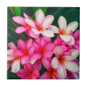 Pink Plumeria Blume Hawaiianische Natur Fliese
