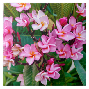 Pink Plumeria Fliese