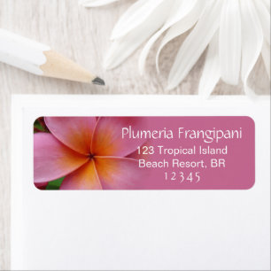 Pink Plumeria Frangipani Blume Tropische Adresse