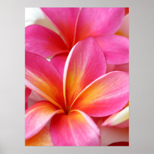Pink Plumeria Frangipani Hawaii Blume Hawaii Poster
