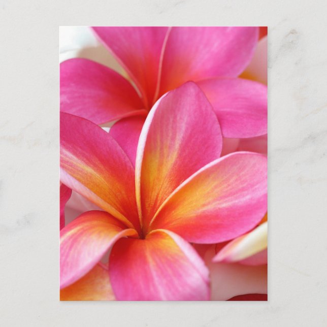 Pink Plumeria Frangipani Hawaii Blume Hawaii Postkarte (Vorderseite)